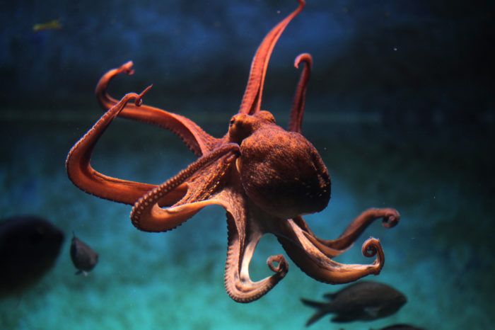 My Octopus teacher – Important lessons we can learn from octopuses