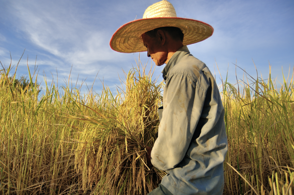 Jasberry, a new model for Thai farmers, pushing Thai rice far into the world market