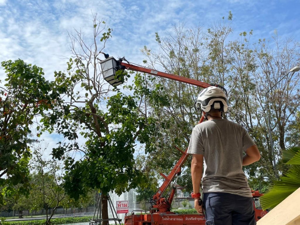 Arborists or tree doctors with tree missions that require understanding and proper care.